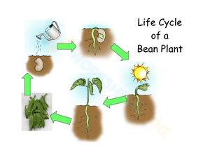 Life Cycle of a Bean Plant 1