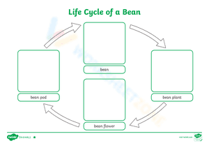 Life Cycle of a Bean 1