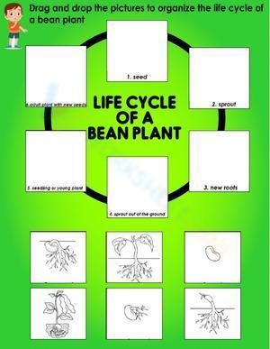 Life Cycle of a Bean Plant 2