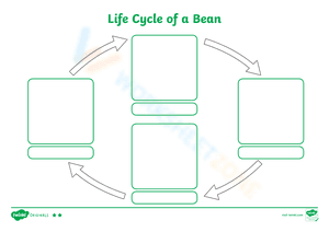 Life Cycle of a Bean 2