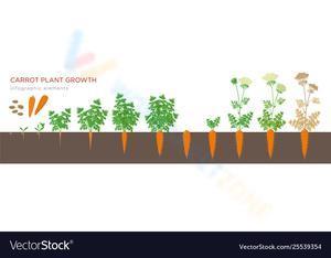 Carrot plant growth