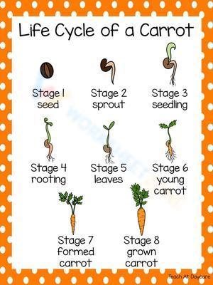 Life cycle of a carrot