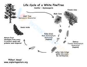 Life cycle of a white Pinetree