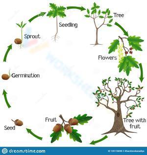 Life cycle of an oak tree