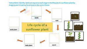 Life cycle of a sunflower plant 1