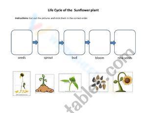 Life cycle of a sunflower plant 2