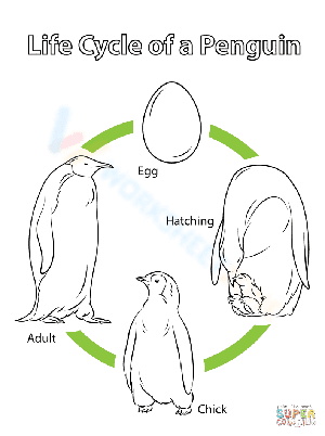 Life Cycle of a Penguin 1