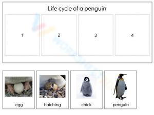 Life Cycle of a Penguin 2