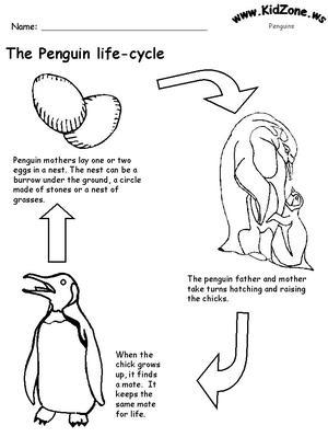 The penguin life cycle