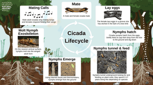 Cicada lifecycle 1