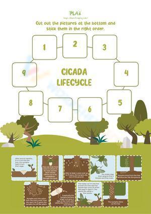 Cicada lifecycle 2