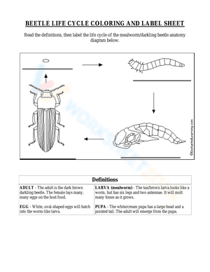 BEETLE LIFE CYCLE COLORING AND LABEL SHEET