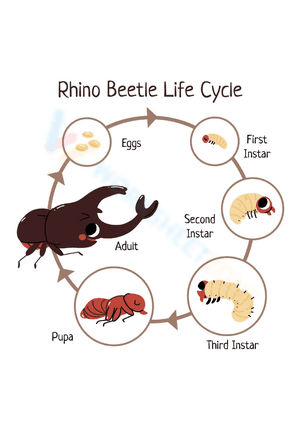 Rhino beetle life cycle