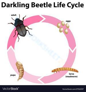 Darkling beetle life cycle