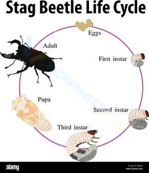 Stag beetle life cycle