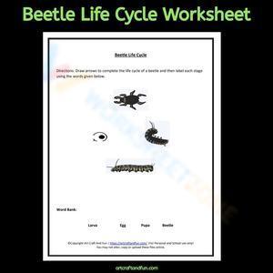 Beetle life cycle