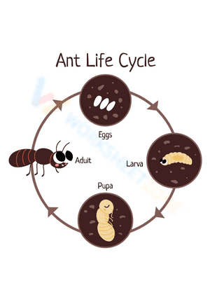 Ant Life Cycle 1