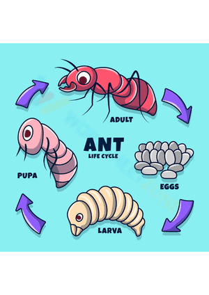 Ant Life Cycle 2