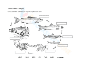 Atlantic Salmon Life Cycle 