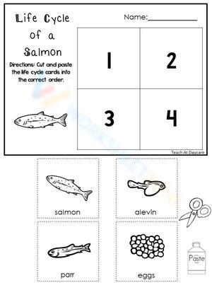 Life Cycle of a salmon