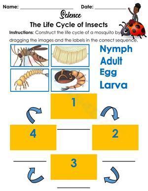 The life cycle of insects 1