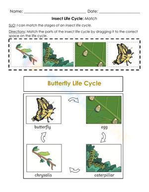 Insect life cycle - Match