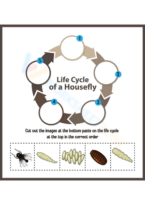 Life cycle of a housefly