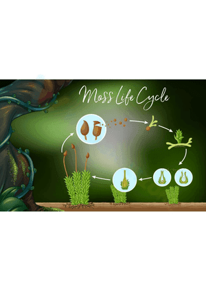 Moss Life Cycle 2
