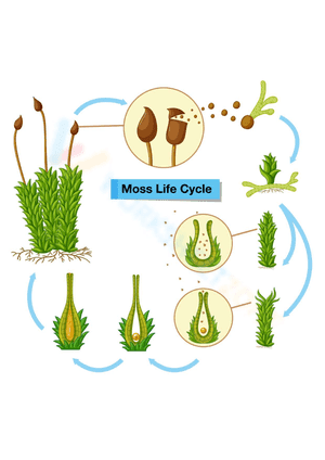 Moss Life Cycle 3