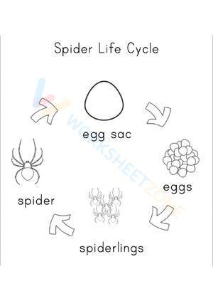 Spider life cycle 1