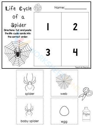 Life cycle of a spider 1