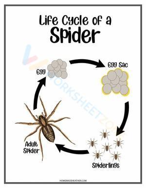 Life cycle of a spider 2