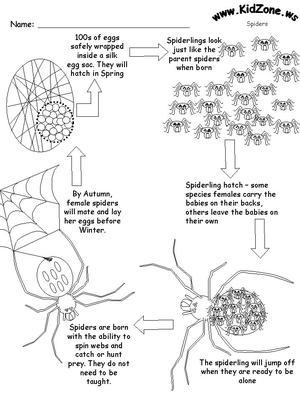 Life cycle of a spider 3