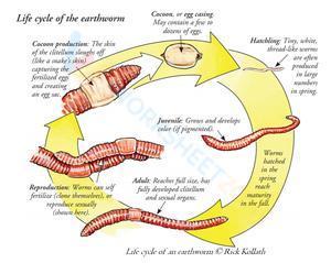 Life cycle of the earthworm