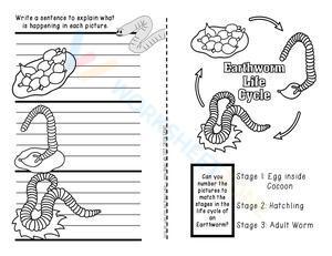 Earthworm life cycle
