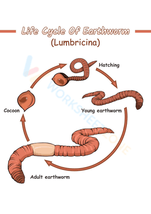 Life cycle of earthworm 1