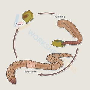 Life cycle of earthworm 2