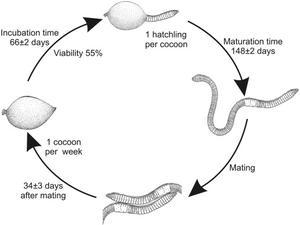 Life cycle of earthworm 3