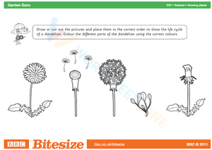 Lifecycle of a Dandelion 2