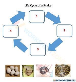 Life cycle of a snake