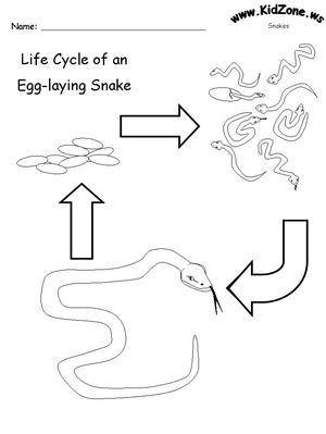 Life cycle of an egg-laying snake 2