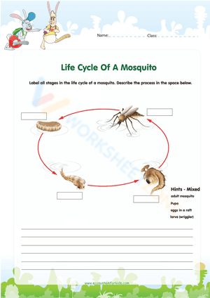 Life Cycle Of A Mosquito