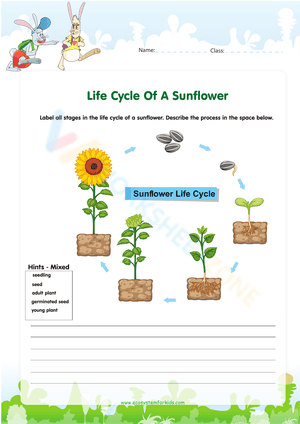 Life Cycle Of A Sunflower