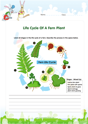 Life Cycle Of A Fern Plant