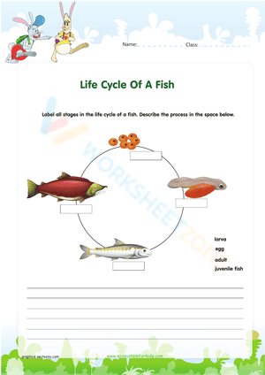 Life Cycle Of A Fish
