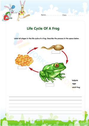 Life Cycle Of A Frog