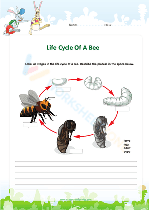 Life Cycle Of A Bee