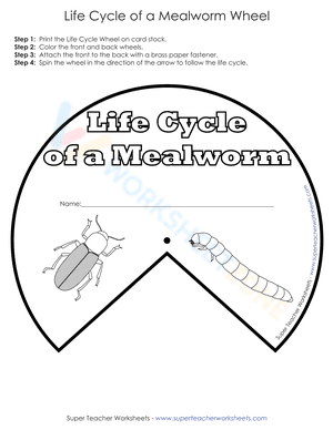 Life Cycle of a Mealworm Wheel