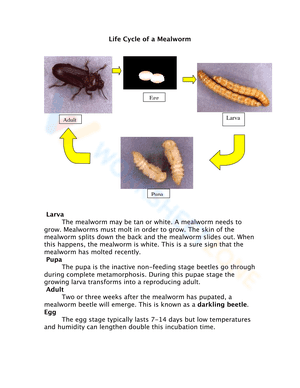 Life Cycle of a Mealworm