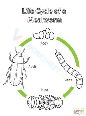 Life cycle of a mealworm